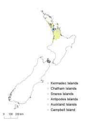 Blechnum punctulatum distribution map based on databased records at AK, CHR & WELT.
 Image: K.Boardman © Landcare Research 2020 CC BY 4.0